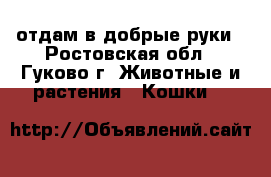 отдам в добрые руки - Ростовская обл., Гуково г. Животные и растения » Кошки   
